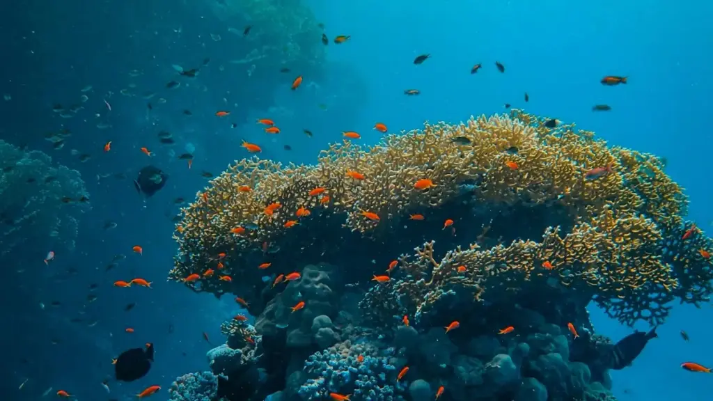 សេចក្ដីណែនាំប្រកបដោយបច្ចេកទេសសម្រាប់អ្នកបង្កើតខ្លូសនៅកម្ពុជា — របៀបចាប់ដៃជាមួយម៉ាកបែលហ្ស៊ិកដែលលេចនៅ HBO Max ដើម្បីផលិតខ្លូសបន្ទាប់ឲ្យហ្វេន។