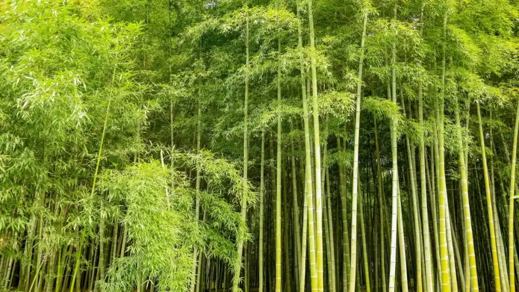 ជំហានជាក់ស្តែង សម្រាប់ អ្នកផ្សព្វផ្សាយ និង growth marketer ក្នុងកម្ពុជា ដើម្បីស្វែងរក និងមានដៃគូជាមួយ SoundCloud creators ពី Uruguay ដែល្អសម្រាប់ product-led growth។