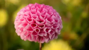 មូលដ្ឋានចេញពីទិន្នន័យ និងចំណេះដឹងបច្ចុប្បន្ន — របៀបចាប់កាន់ម៉ាកអាហ្សង់ទីនលើ Kuaishou ដើម្បីបង្កើតផែនការធ្វើដំណើរដែលលក់បានសម្រាប់ទីផ្សារកម្ពុជា។