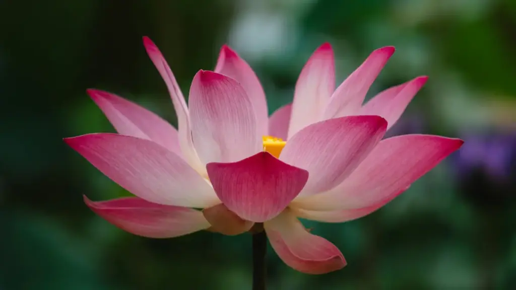 គន្លឹះដល់អ្នកបង្កើតនៅកម្ពុជា៖ របៀបរកម៉ាកឥណ្ឌូនេស៊ីលើ Amazon និងចូលកម្មវិធី micro creator seeding ដោយមានវិធីសាស្ត្រប្រកបដោយថ្នាក់វិជ្ជាជីវៈ។