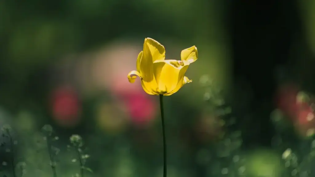 សេចក្តីណែនាំរហ័សសម្រាប់អ្នកបង្កើតខ្មែរ៖ ជំហានអនុវត្ត 실សម្រាប់ទាក់ទងម៉ាក Lithuania ថ្មីៗលើ Netflix ដើម្បីចូលរួមក្នុងកម្មវិធីផ្សព្វផ្សាយសុខភាព និងwellness។