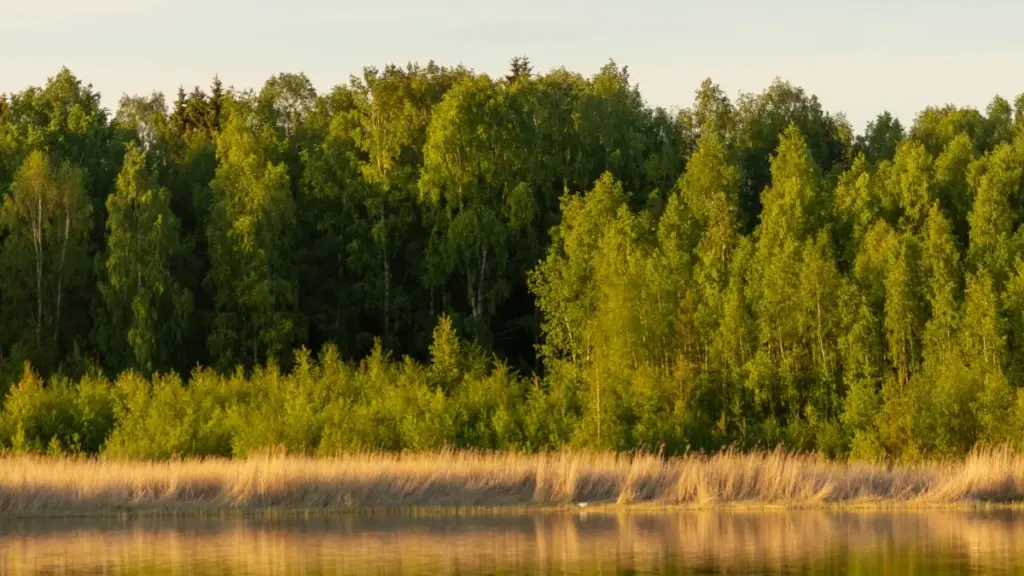 ជាគន្លងផ្លូវអនុវត្តសម្រាប់អ្នកបង្កើតខ្មែរ — បែបម៉ESSAGE និង tactiques ចាប់ទំនាក់ទំនងម៉ាកតួនីស៊ីយ៉ា លើ Josh ដើម្បីបង្កើតវិដេអូ reaction លំហាត់ចម្រៀង និងចាក់ចេញលក់កូល។