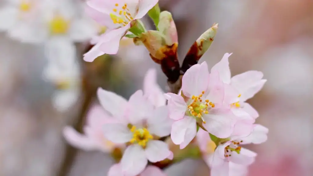 មេរៀនជាក់លាក់សម្រាប់អ្នកបង្កើតនៅកម្ពុជា៖ ដំណើរការ ការ​ស្វែងរក និង​លេចធ្លាយ​ដើម្បី​ចរចារ​កិច្ចព្រមព្រៀង Flat‑fee ជាមួយម៉ាក Croatia លើ Takatak។