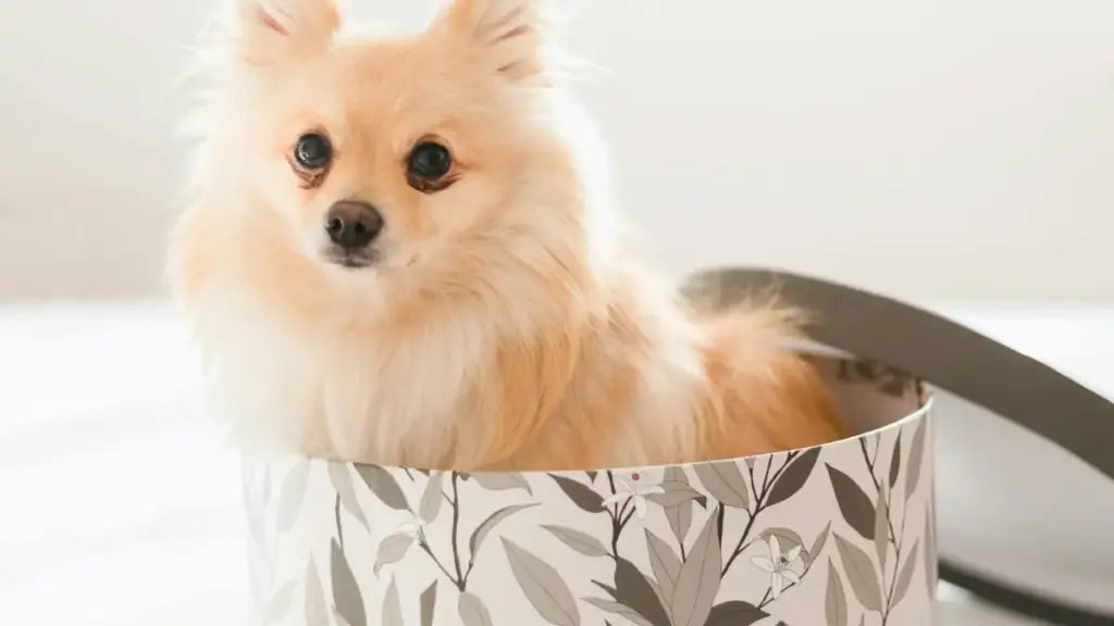 មេរៀនដ៏ដែលក្រុមគ្រឿងបញ្ចាំងនៅកម្ពុជា អ្នកបង្កើតខ្លឹមសារ និងយោងសម្រាប់ធ្វើ giveaway រួមជាមួយម៉ាកនៅរ៉ូមានី — របៀបស្វែងរក, pitch, និងដំណើរការដែលបានបង្កើតជាលក្ខណៈប្រកបដោយភាពទំនើប។