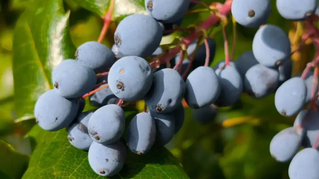 ព័ត៌មាន​វិជ្ជាជីវៈ​សម្រាប់អ្នកបង្កើត​ខ្មែរ៖ យុទ្ធសាស្ត្រ​ច្បាស់​លាស់​ដើម្បីទាក់ទង​ម៉ាក​ទុយនីស៊ីលើ ShareChat និងបន្ថែមភាពទុកចិត្តក្នុង media kit របស់អ្នក។