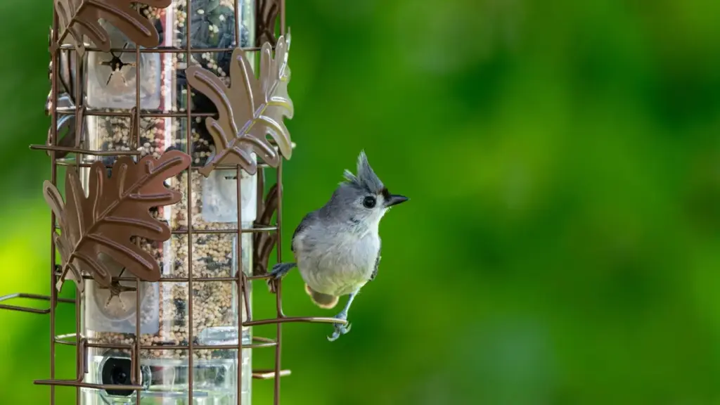 មេរៀនផែនការ​សម្រាប់​អ្នកផ្សព្វផ្សាយ​នៅកម្ពុជា ដើម្បីស្វែងរក និងដោះស្រាយជាមួយ Taobao creators អេត្យូពីយ៉ា ដោយផ្តោតលើ growth សម្រាប់ម៉ាក clean beauty នៅតំបន់។