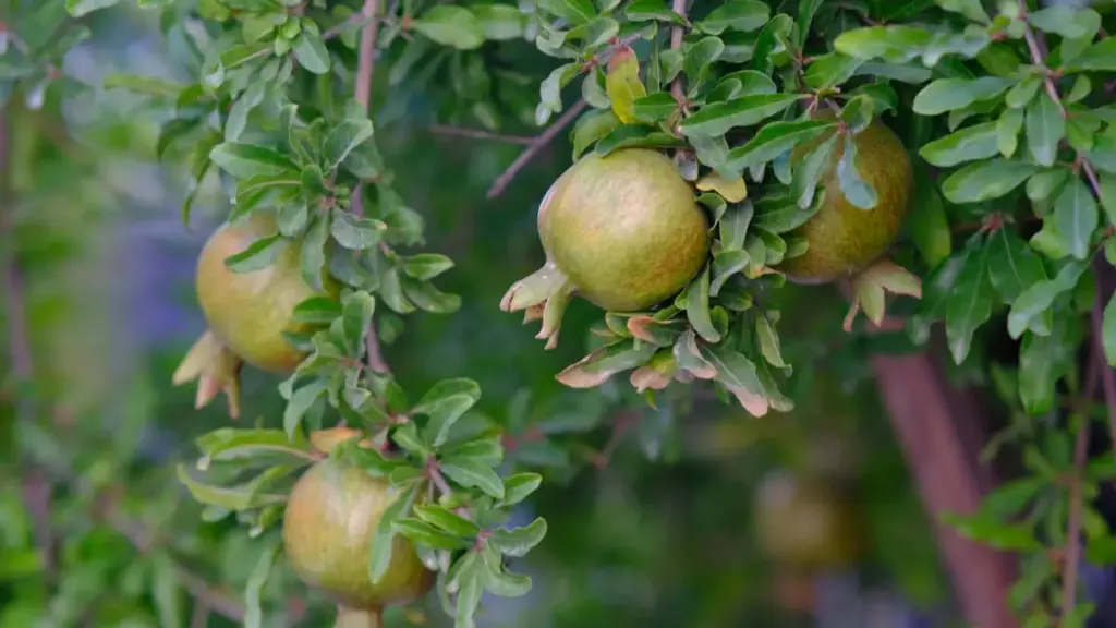 ណែនាំបែបអនុវត្ត​សម្រាប់​ក្រុមប្រឹក្សា និងអ្នកបង្កើតខ្មែរក្នុងការទាក់ទង​ម្ចាស់ម៉ាក​ប៉ាណាម៉ា​នៅលើ Discord ដើម្បីបង្ហាញមូលហេតុនៃផលិតផលយ៉ាងច្បាស់ និង​មានប្រសិទ្ធភាព។